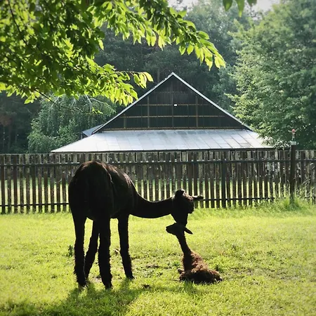 Farm stay Alpakarium, Hodowla Alpak & Stara Korytnica