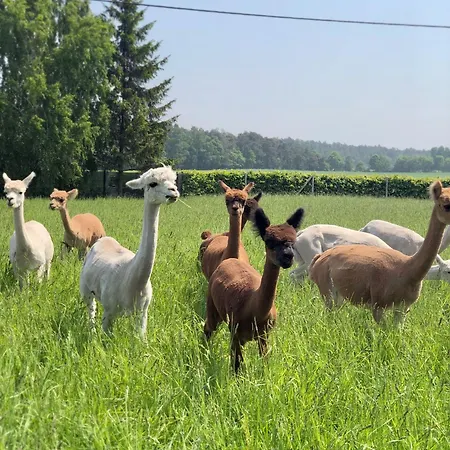 Alpakarium, Hodowla Alpak & Farm stay *