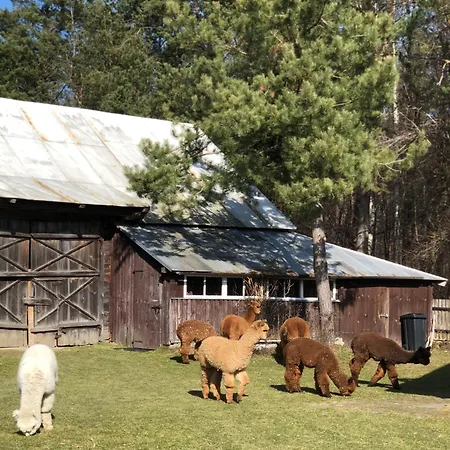 Farm stay Alpakarium, Hodowla Alpak & *