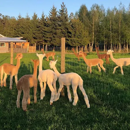 Alpakarium, Hodowla Alpak & Farm stay Stara Korytnica